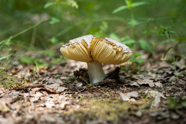 istock Ripe mushroom in the summer forest, selective focus 1410115942