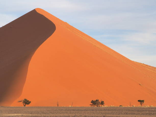 istock sand dune in Namibia with acacia trees 1410117060