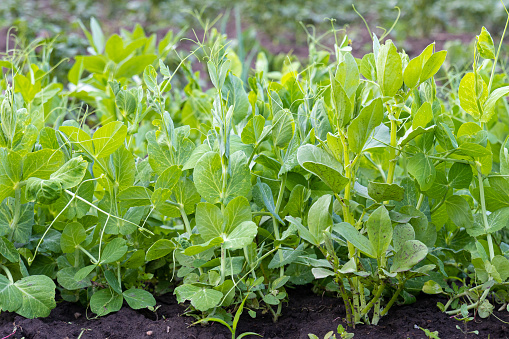 Young pea plants growing on the vegetable bed. Sprout at the garden