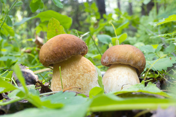 A pair of Boletus edulis mushrooms in a forest glade among grass. Selective focus, blurred foreground
