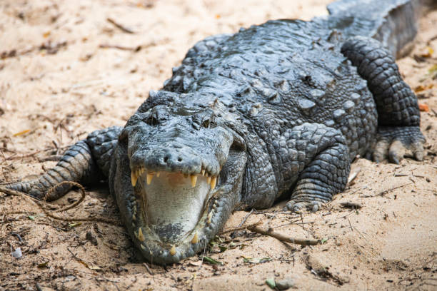 istock Crocodile on a lake shore mouth opened 1410117585