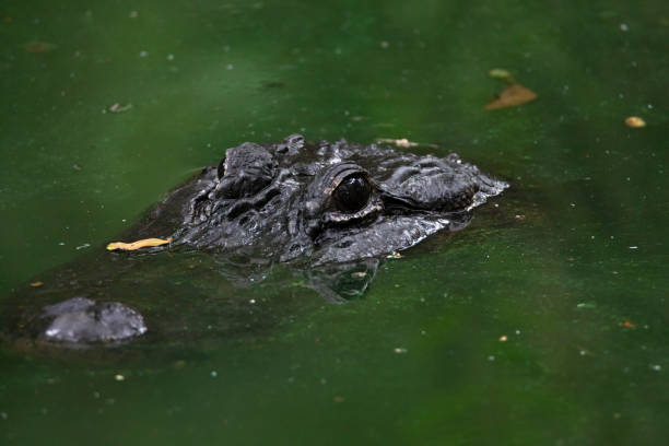 istock Crocodile Swimming in a lake 1410117597