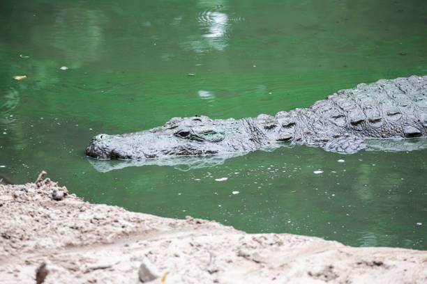 istock Crocodile swimming in a lake 1410117627
