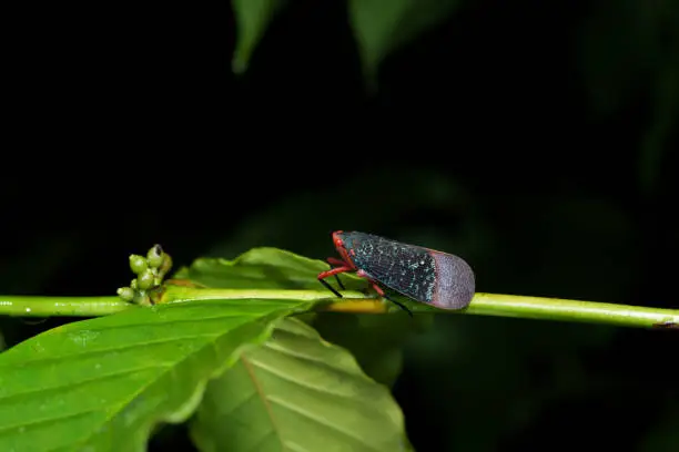 close-up of Kalidasa (planthopper) insect on green leaf of a raining night with bright colors