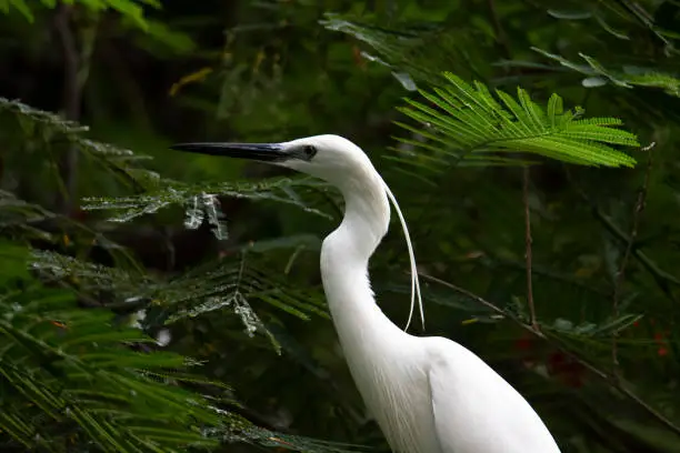 Photo of Little Heron perched on a tree