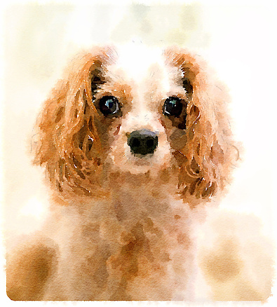 Digital watercolour of Archie the Calvalier King Charles Spaniel