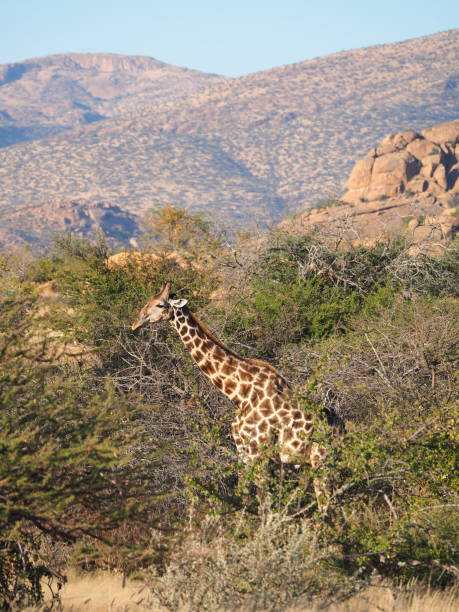 istock Angolan giraffe (Giraffa camelopardalis angolensis) in the savannah 1410119187