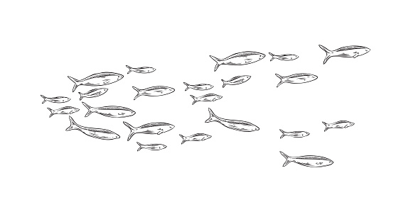 Hand drawn marine school of fish sketch style, vector illustration isolated on white background. Underwater world, engraved linear fishes for design and print