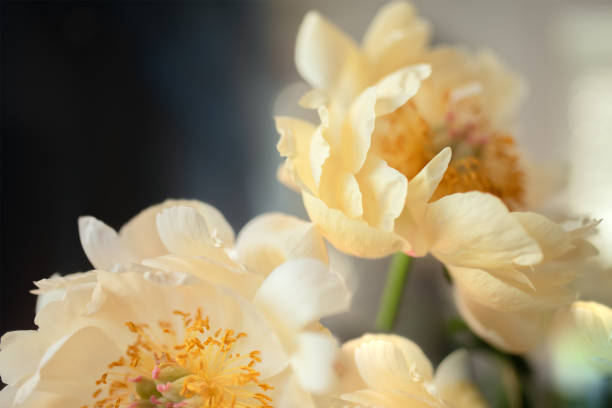 Beautiful fresh peonies with yellow flowers blooms