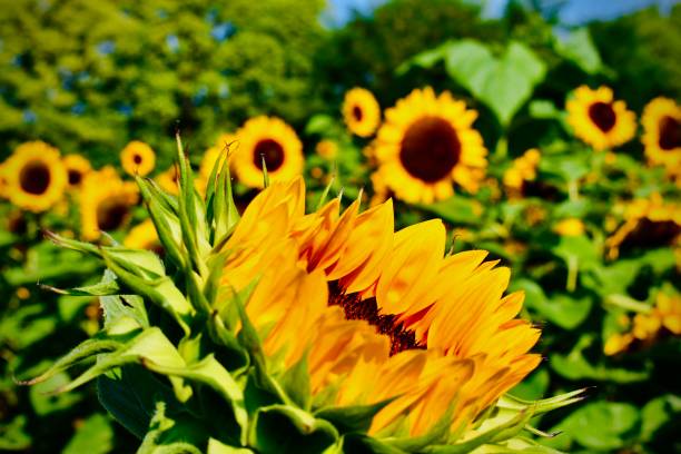 istock Sunflower Blossom  Slowly Opening 1410122160