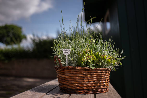 istock garden herbs in the basket 1410123219