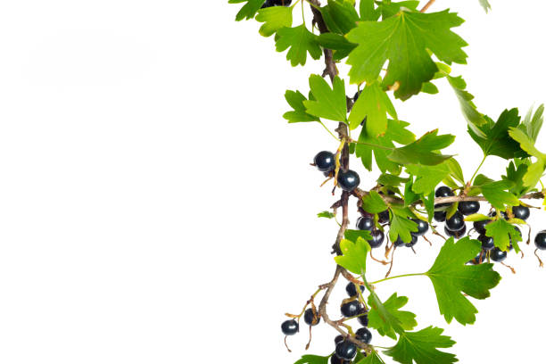 kuvapankkikuvat ja rojaltivapaat kuvat aiheesta marjat mustaherukka vihreällä lehdellä. tuoreet hedelmät, eristetty valkoisella taustalla. - black currant