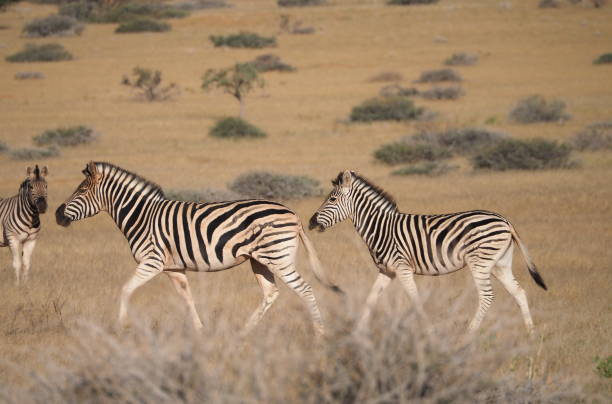 istock Hartmann's mountain zebras in the savannah 1410124174