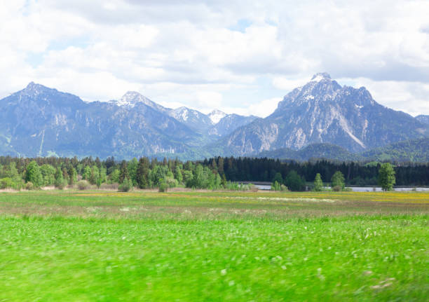 Snowy Alps and green meadow . Landscape with coniferous forest and mountains