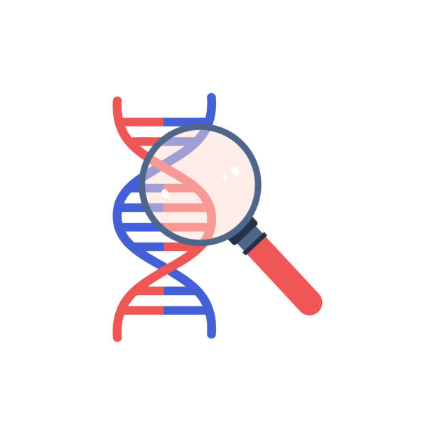 illustrations, cliparts, dessins animés et icônes de recherche abstraite sur l’hélice d’adn avec loupe, illustration vectorielle plate isolée sur fond blanc. - genetic modification illustrations