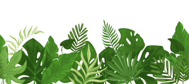 illustrations, cliparts, dessins animés et icônes de motif de bordure tropicale sans couture avec des feuilles de palmier. vecteur - full frame leaf lush foliage backgrounds