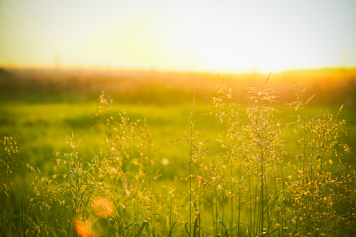 summer sunset in the field