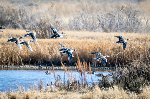 Flock of Northern Shoveler dusks taking flight from small lake in national wildlife refuge in Monte Vista, Colorado in western USA.