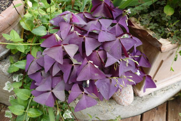 Oxalis triangularis  Purple three leaf clover Perennial  Home garden Oxalis triangularis  Purple three leaf clover Perennial  Home garden oxalis triangularis stock pictures, royalty-free photos & images