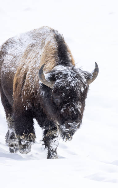 istock Bison in Yellowstone National Park in Winter 1410130226