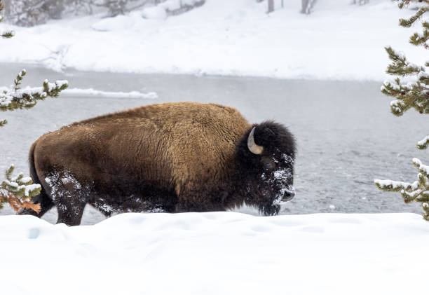 istock Bison in Yellowstone National Park in Winter 1410130517