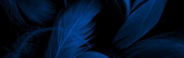istock blue duck feathers on a black isolated background 1410131770