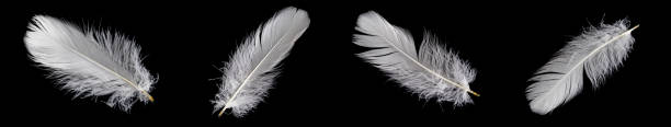 istock white feather of a goose on a black background 1410131781