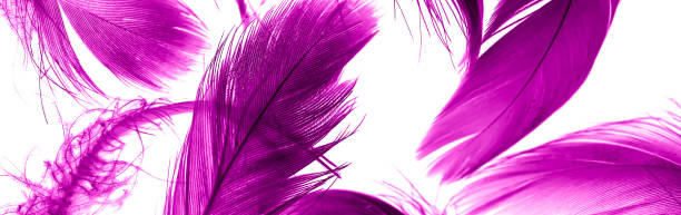 istock violet duck feathers on a white isolated background 1410131794