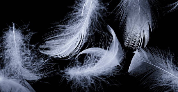 istock white duck feathers on a black isolated background 1410131798