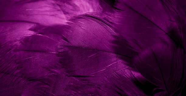 purple hawk feathers with visible detail. background or texture - aviary imagens e fotografias de stock