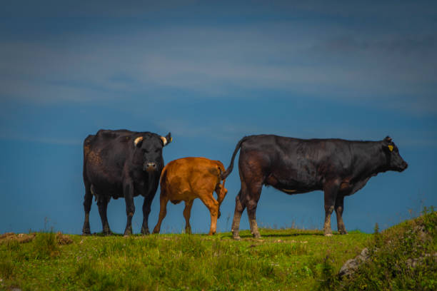 istock Clean color cows with blue sky background in Velika Planina mountains 1410131866