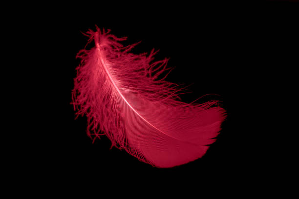 istock a red goose feather on a black isolated background 1410131885
