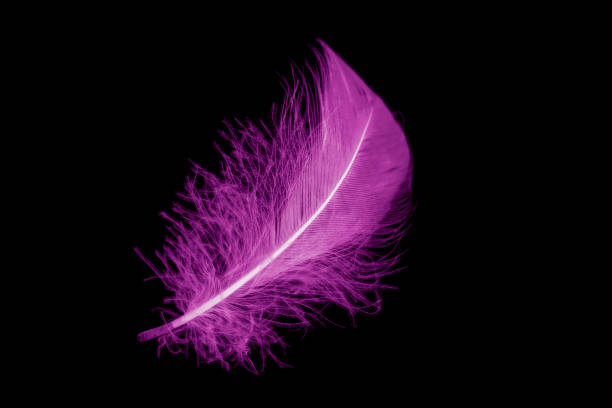 istock violet feather goose on a black isolated background 1410131888