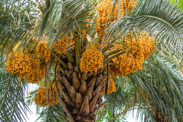 Numbers of date fruit bunches on tree Yellow date fruits hanging on a tree date palm tree stock pictures, royalty-free photos & images