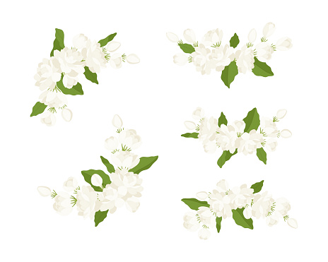 Hand drawn collection of jasmine flower illustration.