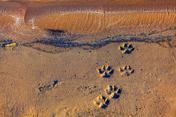 huellas de perro en la arena - paw print animal track dirt track fotografías e imágenes de stock