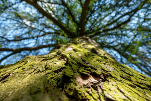 istock trunk and crown of large tree or upper branches of tree 1410134159
