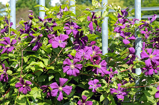 image of violet flowers from the park with green leaves