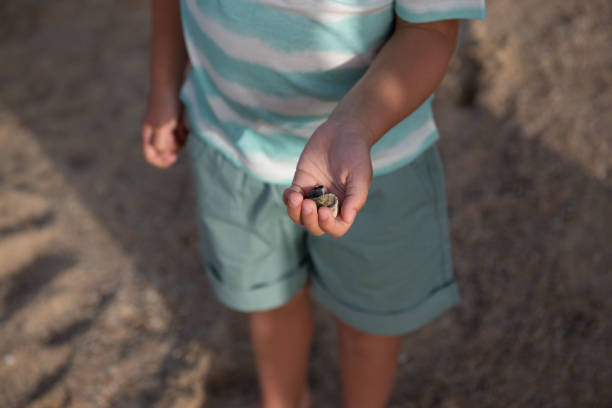 istock Hermit crab plays on a child hand 1410135262