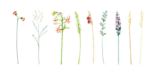 istock Hand painted watercolor floral bouquet. Iceland Poppies, anthurium, eucalyptus illustration isolated on white l background, print, invitation or greeting cards, garden cover for your text. 1410135576