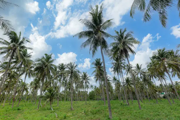 coconut tree and sky,View Coconut tree at Krabi, Thailand