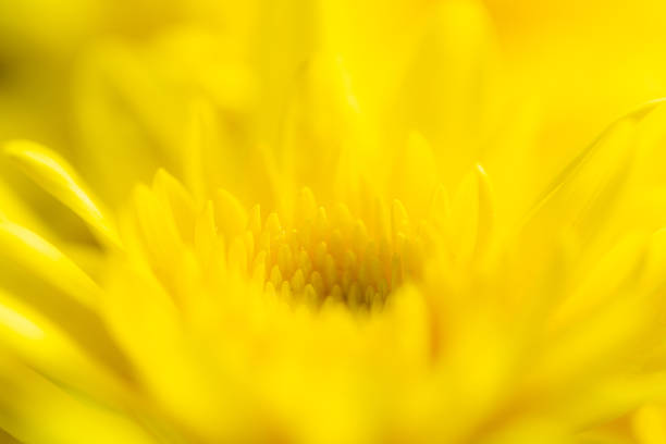 istock macro yellow flower background,Close-up Yellow flower 1410136976
