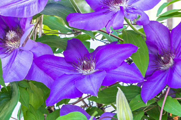 Bright purple clematis flowers in full bloom. stock photo