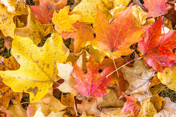 Red, yellow, and orange fall maple leaves on the ground. stock photo