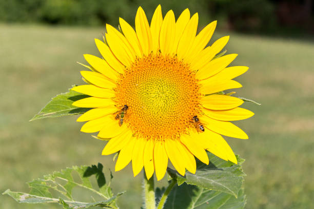 A beautiful sunflower in bloom with bees stock photo