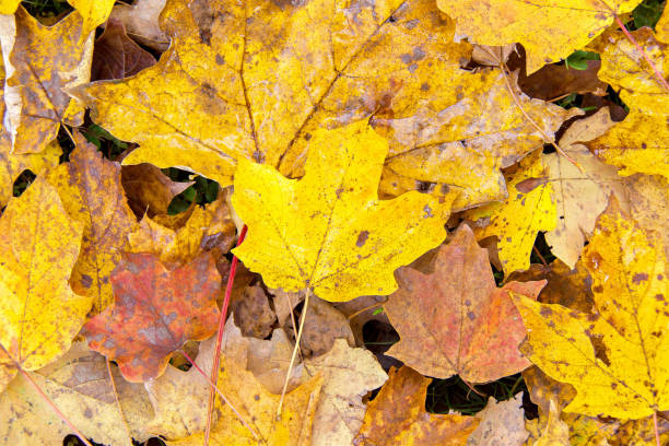 Yellow maple tree leaves on the ground in fall. stock photo