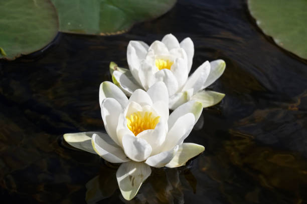 istock Water lilies blooming during summer on Loch Lomond 1410142221