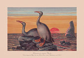 istock Hesperornis regalis, cormorant-like bird (Late Cretaceous period), chromolithograph, published 1900 1410143773