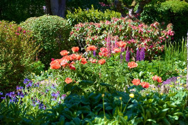 istock Flower display during summer in front garden 1410144891
