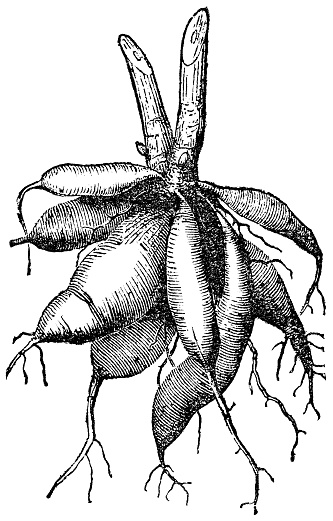 Garden Dahlia flower (Dahlia pinnata) taproot tubers growing as a fascicle fusiform root structure. Vintage etching circa 19th century.